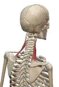 肩甲挙筋の解剖図