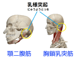 顎二腹筋と胸鎖乳突筋