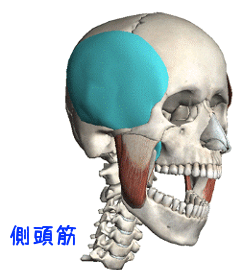 側頭筋の解剖図