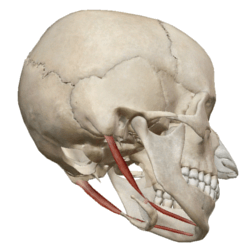 顎二腹筋の解剖図